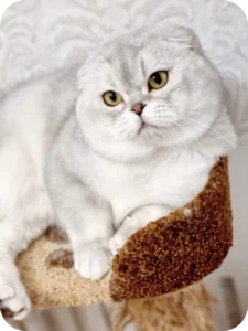 Whitney Scottish Straight Female Kitten For Sale – Silver-Shaded Elegance with Emerald Eyes | https://happy-kittens.com/