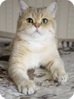 Tommy Scottish Fold Male Kitten For Sale