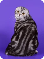 Tom Scottish Straight Male Kitten For Sale – Silver Marble Charm with Fiery Eyes