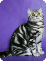 Tom Scottish Straight Male Kitten For Sale – Silver Marble Charm with Fiery Eyes