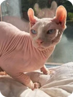Cecilia Elf Sphynx Female Kitten For Sale