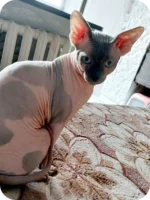 Cecilia Elf Sphynx Female Kitten For Sale