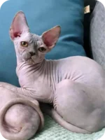 Toby Sphynx Male Kitten For Sale