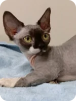 Mars UK Sphynx Male Kitten For Sale