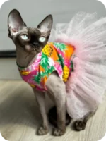 Toby Sphynx Male Kitten For Sale