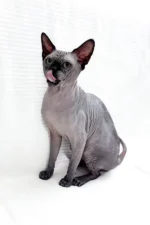 Male Black Sphynx Cat Barosha – Regal, Hypoallergenic & Ready to Be Your Loyal Companion