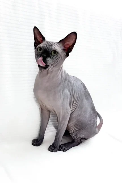 Male Black Sphynx Cat Barosha – Regal, Hypoallergenic & Ready to Be Your Loyal Companion