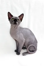 Male Black Sphynx Cat Barosha – Regal, Hypoallergenic & Ready to Be Your Loyal Companion