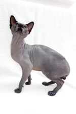 Male Black Sphynx Cat Barosha – Regal, Hypoallergenic & Ready to Be Your Loyal Companion