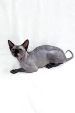 Male Black Sphynx Cat Barosha – Regal, Hypoallergenic & Ready to Be Your Loyal Companion