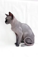 Male Black Sphynx Cat Barosha – Regal, Hypoallergenic & Ready to Be Your Loyal Companion