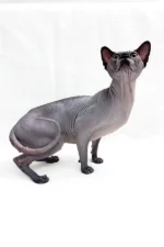Male Black Sphynx Cat Barosha – Regal, Hypoallergenic & Ready to Be Your Loyal Companion