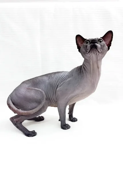 Male Black Sphynx Cat Barosha – Regal, Hypoallergenic & Ready to Be Your Loyal Companion