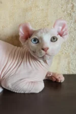 Cecilia Elf Sphynx Female Kitten For Sale