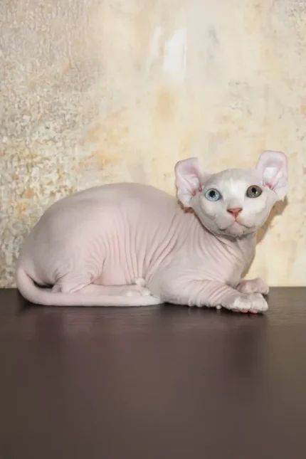 Cecilia Elf Sphynx Female Kitten For Sale