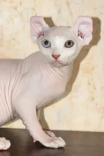 Cecilia Elf Sphynx Female Kitten For Sale