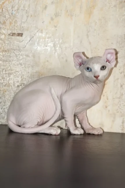 Cecilia Elf Sphynx Female Kitten For Sale