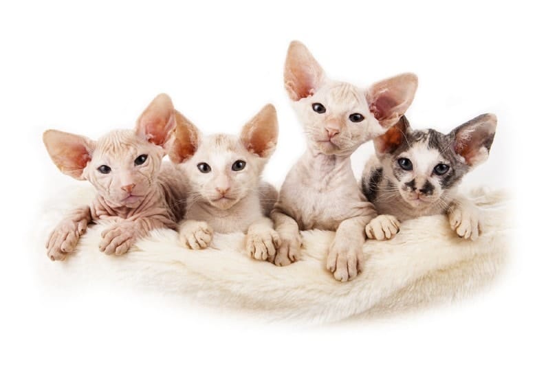 hairless cat breeds Sphynx Kittens for Sale Peterborough