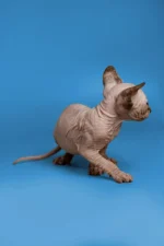 Blue Tortoise Tabby Sphynx Kitten Kendra – Hypoallergenic Female Beauty with Aquamarine Eyes & Endless Love
