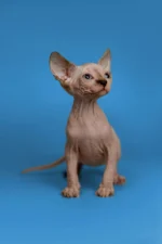 Blue Tortoise Tabby Sphynx Kitten Kendra – Hypoallergenic Female Beauty with Aquamarine Eyes & Endless Love