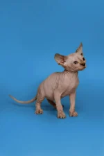 Blue Tortoise Tabby Sphynx Kitten Kendra – Hypoallergenic Female Beauty with Aquamarine Eyes & Endless Love