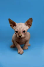 Blue Tortoise Tabby Sphynx Kitten Kendra – Hypoallergenic Female Beauty with Aquamarine Eyes & Endless Love