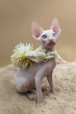 Napoleon Canadian Sphynx Male Kitten