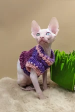 Napoleon Canadian Sphynx Male Kitten