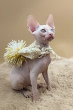 Napoleon Canadian Sphynx Male Kitten