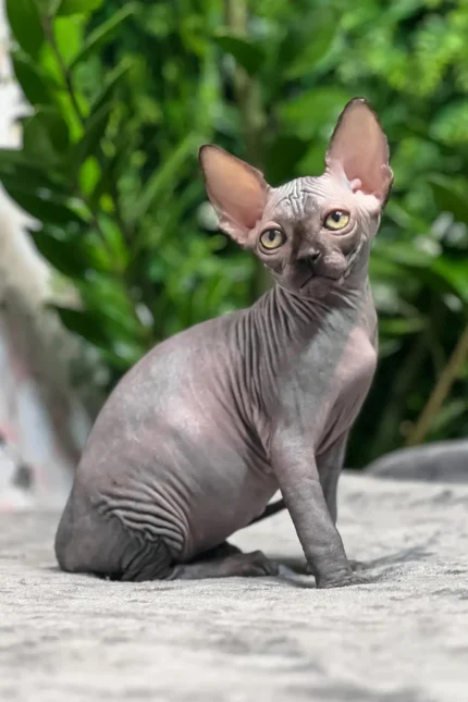 Toby Sphynx Male Kitten For Sale