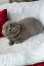 Tommy Scottish Fold Male Kitten For Sale – Blue-Coated Charm with Golden Eyes