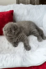 Tommy Scottish Fold Male Kitten For Sale – Blue-Coated Charm with Golden Eyes