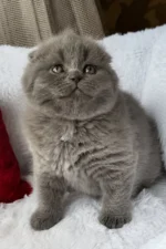 Tommy Scottish Fold Male Kitten For Sale – Blue-Coated Charm with Golden Eyes