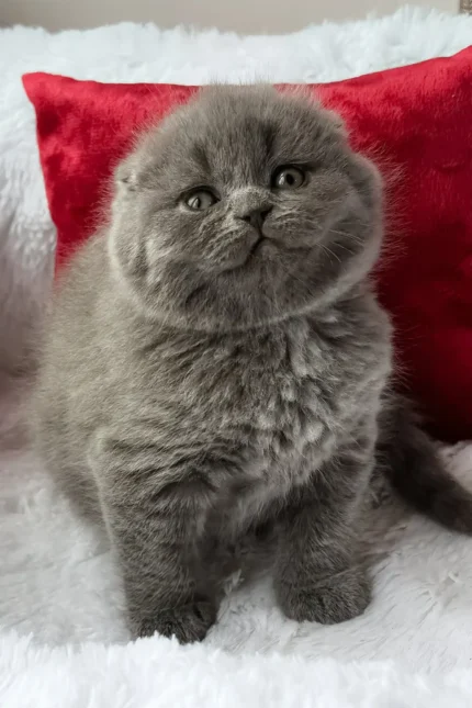 Tommy Scottish Fold Male Kitten For Sale – Blue-Coated Charm with Golden Eyes