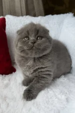 Tommy Scottish Fold Male Kitten For Sale – Blue-Coated Charm with Golden Eyes
