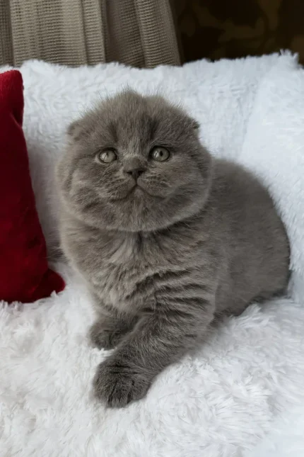 Tommy Scottish Fold Male Kitten For Sale – Blue-Coated Charm with Golden Eyes