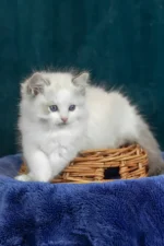Vinay Ragdoll Female Kitten For Sale
