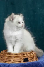 Vinay Ragdoll Female Kitten For Sale