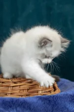 Vinay Ragdoll Female Kitten For Sale