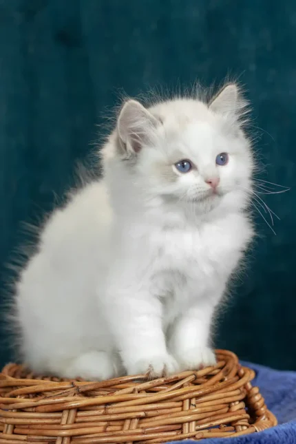 Vinay Ragdoll Female Kitten For Sale