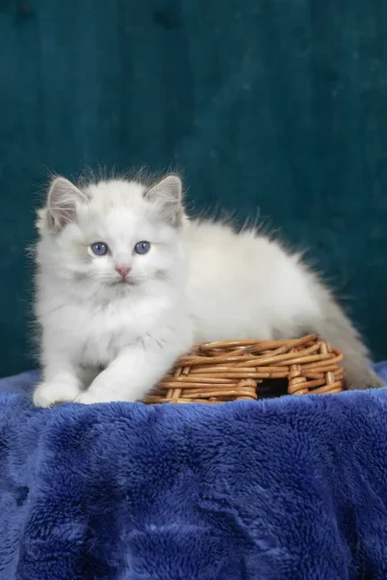 Vinay Ragdoll Female Kitten For Sale