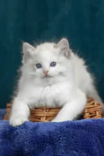 Vinay Ragdoll Female Kitten For Sale