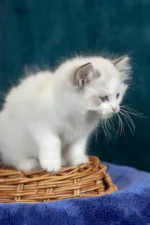 Vinay Ragdoll Female Kitten For Sale