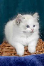 Vinay Ragdoll Female Kitten For Sale