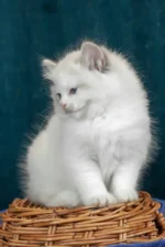 Vinay Ragdoll Female Kitten For Sale