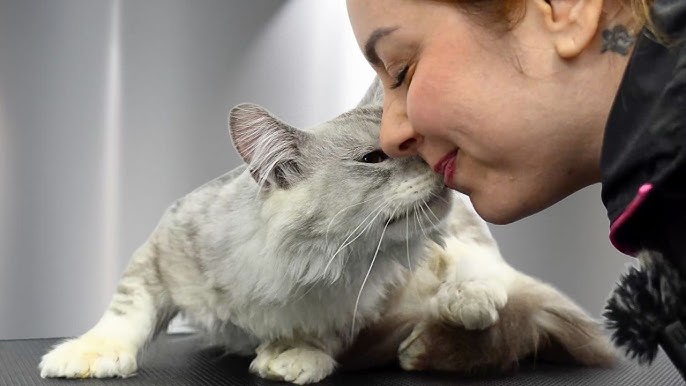 The Joys of Rehoming a Maine Coon cat: A New Beginning for a Loyal Friend