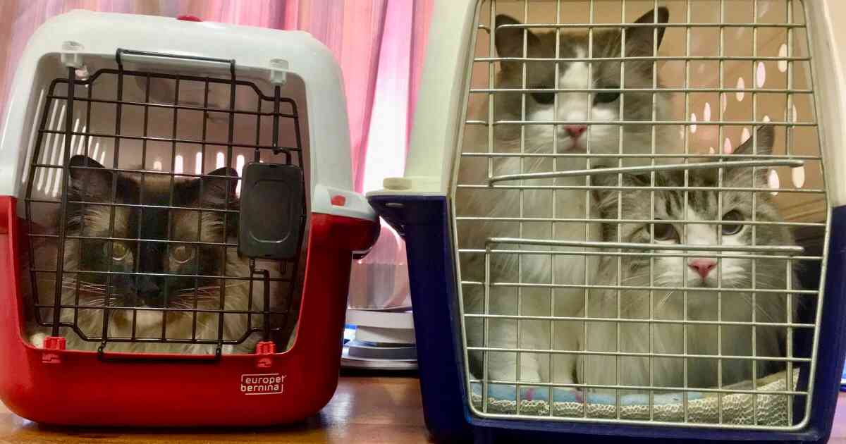 traveling with a cat