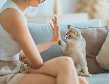 How to Litter Train a Kitten: The Ultimate Success Guide for 2025