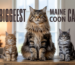 8 Biggest Maine Coon Cats That Are Larger Than Life