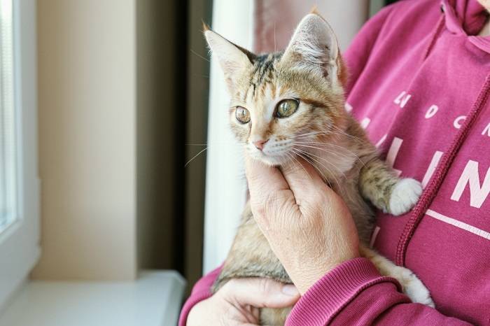 5 Essential Tips Every First-Time Cat Owner Needs to Know
